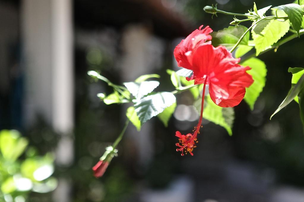Encanto Das Flores Praia de Pipa 外观 照片