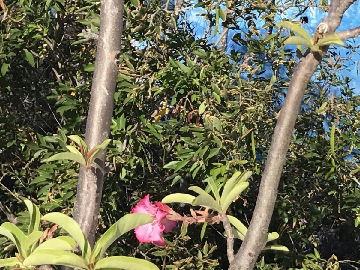 Encanto Das Flores Praia de Pipa 外观 照片