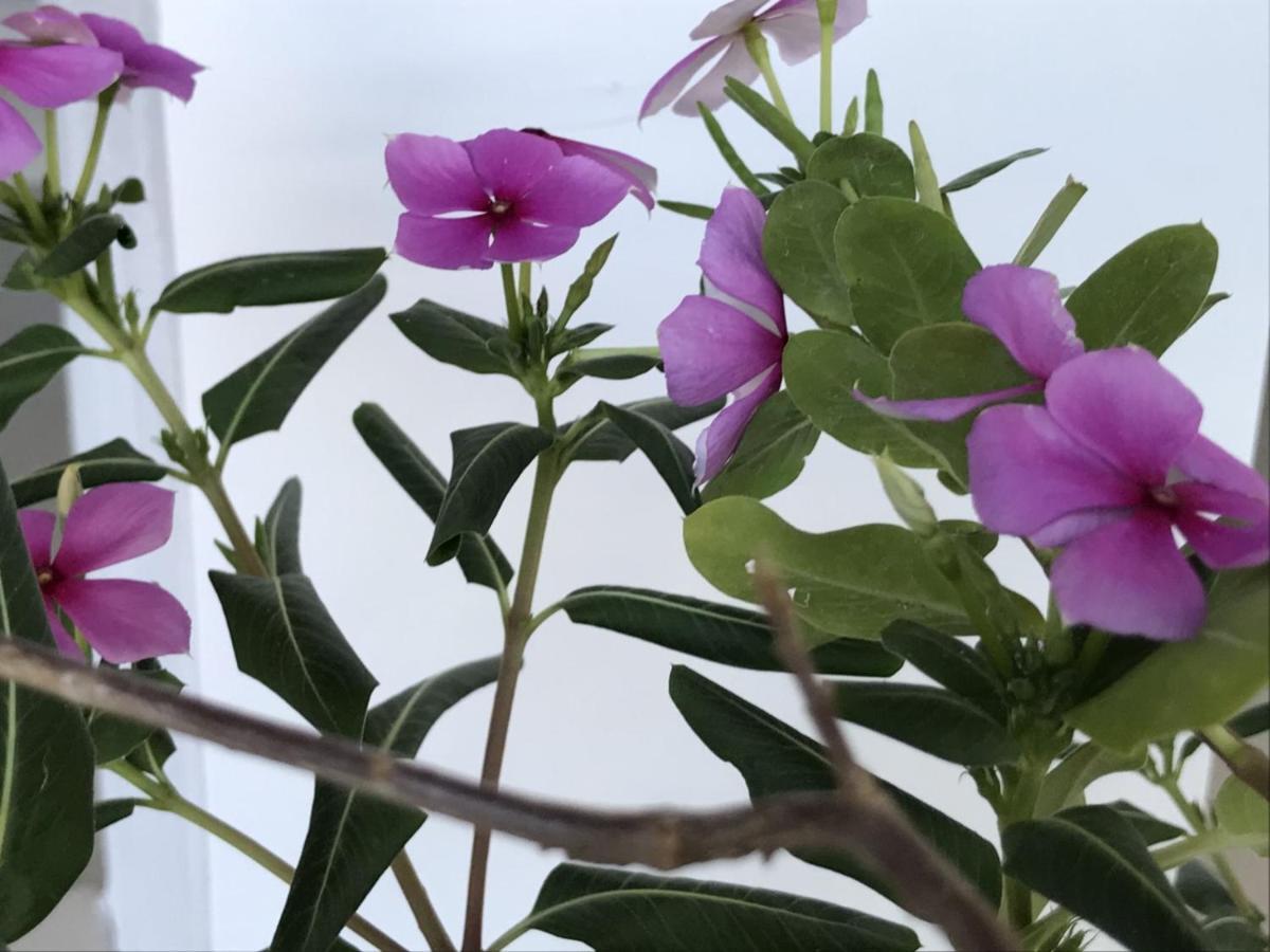 Encanto Das Flores Praia de Pipa 外观 照片